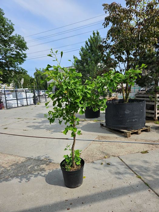 Miłorząb dwuklapowy (Ginkgo biloba) 150cm