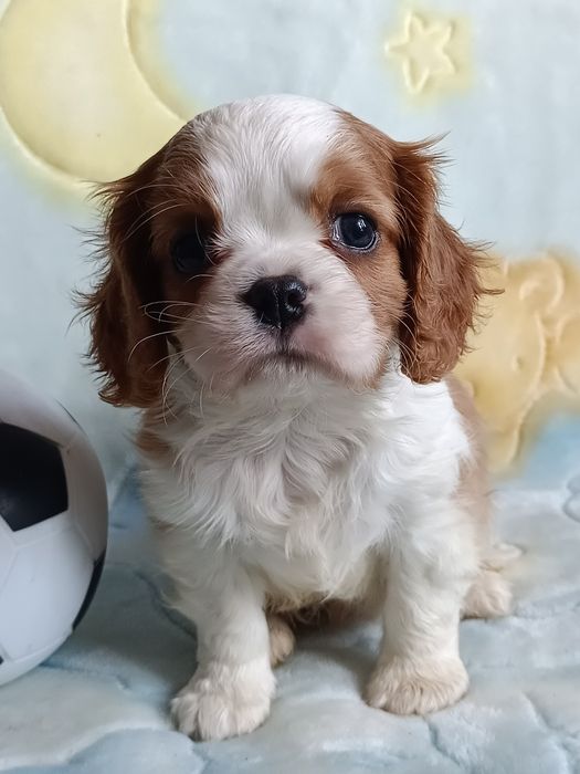 Cavalier King Charles Spaniel