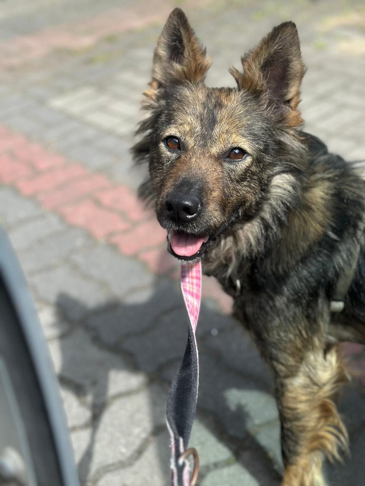 Młodziutka Luna szuka domu