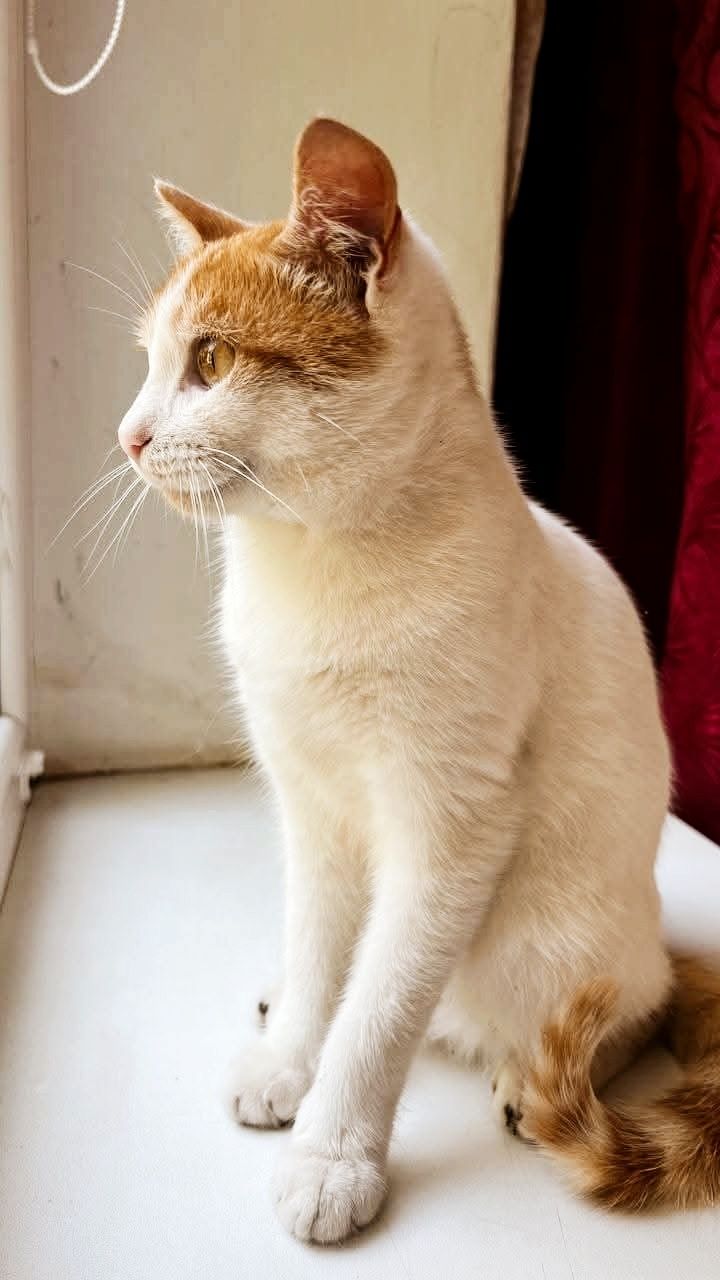 Віддам_ кішки_ кошеня _ кузя