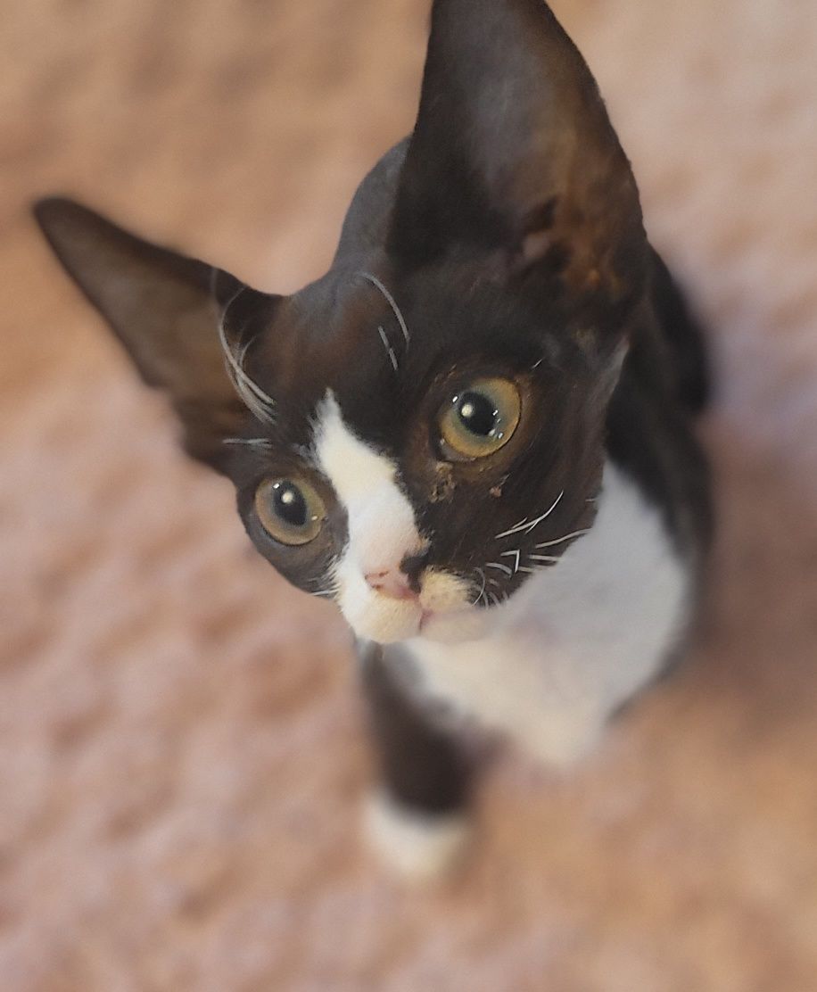 Devon rex cudny kocurek