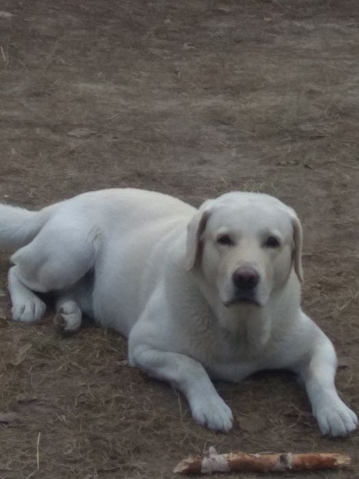 Вязка с шикарным лабрадором