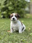 Śliczny piesek ZKwP FCI Jack Russell Terrier szczeniak