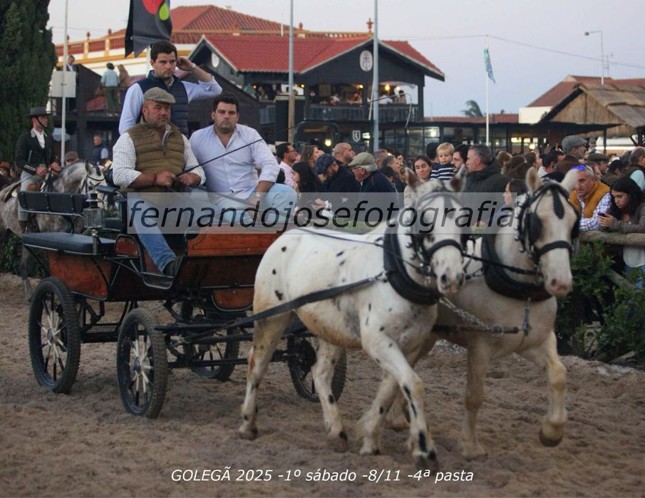 Poneis parelha mini cavalos