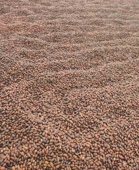 Жолудь, жолуді дуба звичайного (черешчатого) 2025 р.