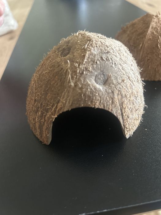 Dois Cocos de aquario