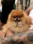 Reproduktor Pomeranian – Benio (PATON Dinodog FCI) | Typ „miś”