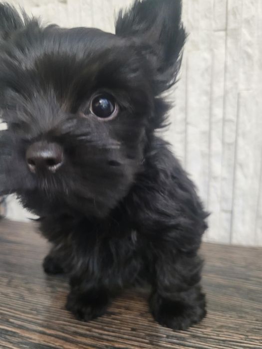 Yorkshire Terrier szczeniak