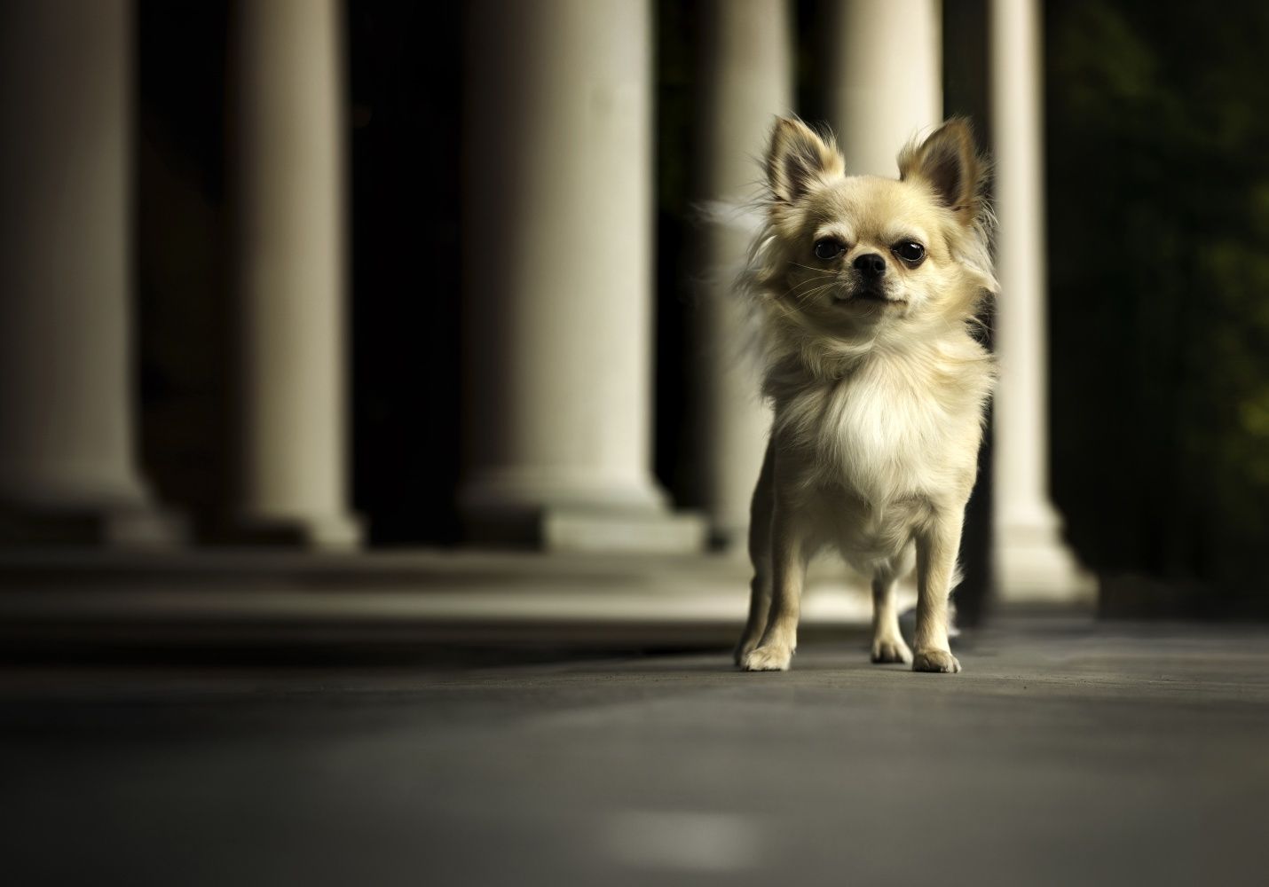 Chihuahua długowłosy reproduktor FCi ZKwP