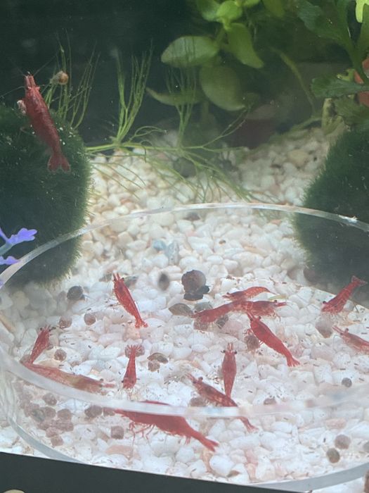 Ампулярия улитка аквариумная