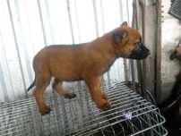 owczarek belgijski malinois szczeniak suczka