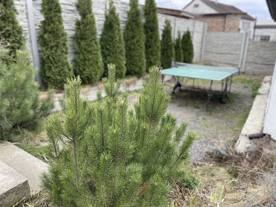 Сдам домік з сауною посуточно 5 хв від центра міста