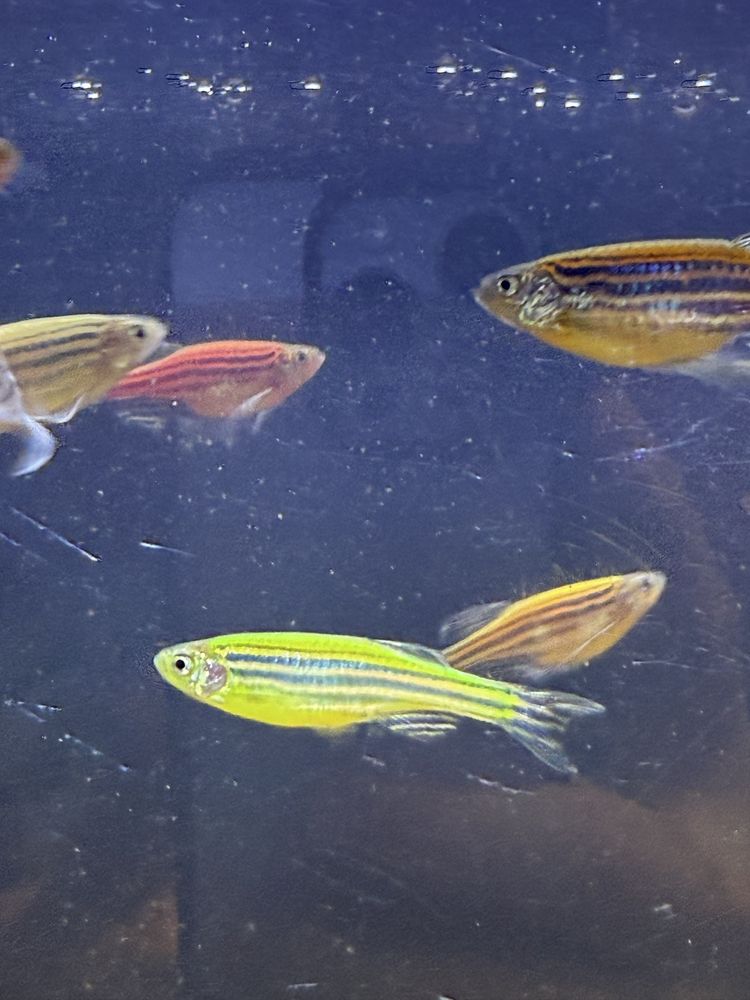 Danio pręgowane różne kolory