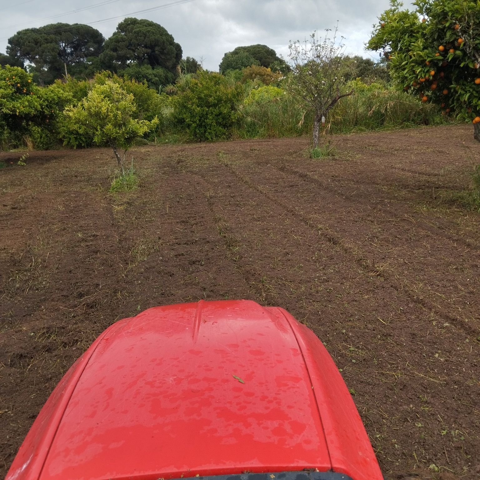 Limpeza de Terrenos