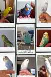 Vendo Piriquitos Australianos Domesticados