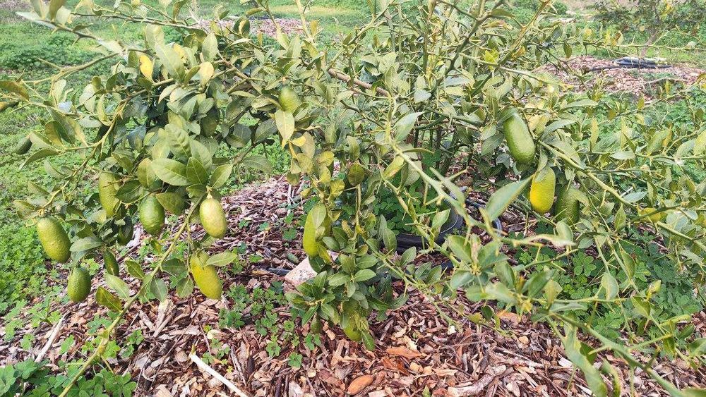 Limao caviar polpa amarela gigantes (40–55 g cada!)