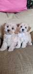 Maltipoo - piesek piesek