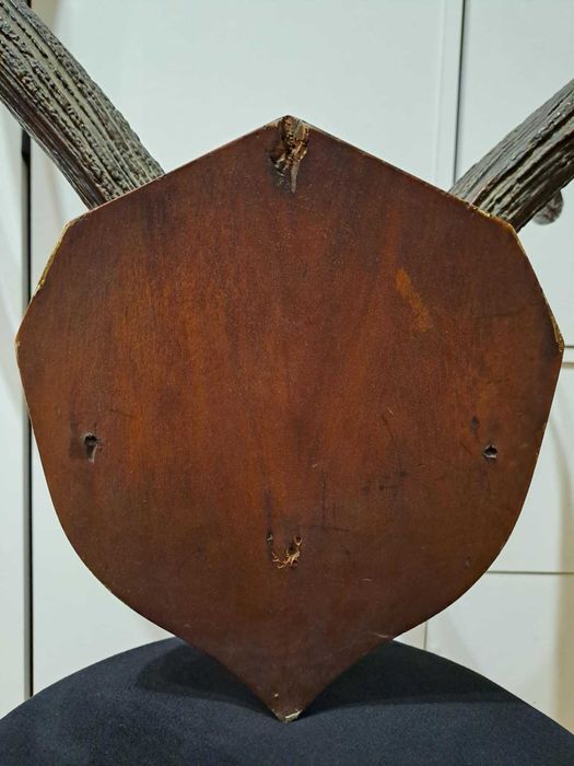 Poroże jelenia szlachetnego z czaszką