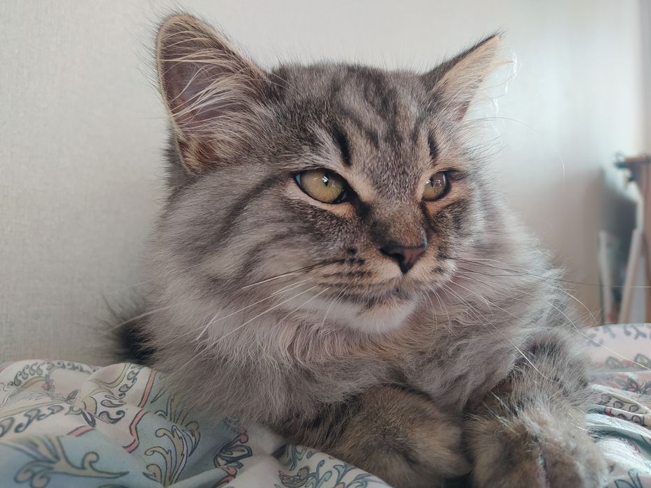 Продам гарного котика, сріблястий британець