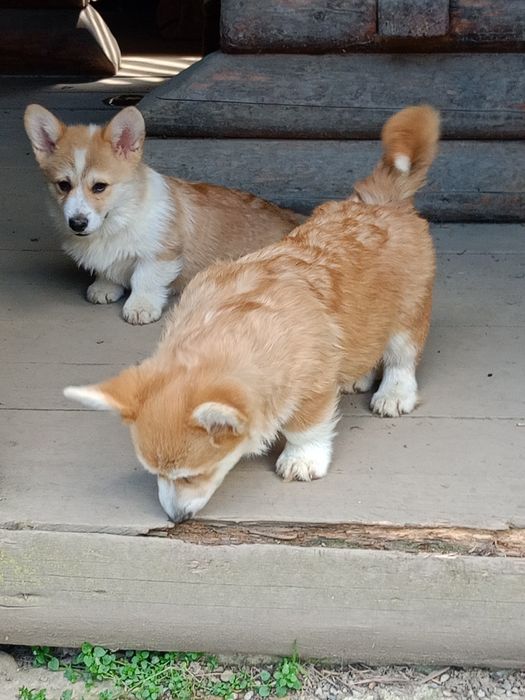 Пропонуємо Вельш коргі пемброк