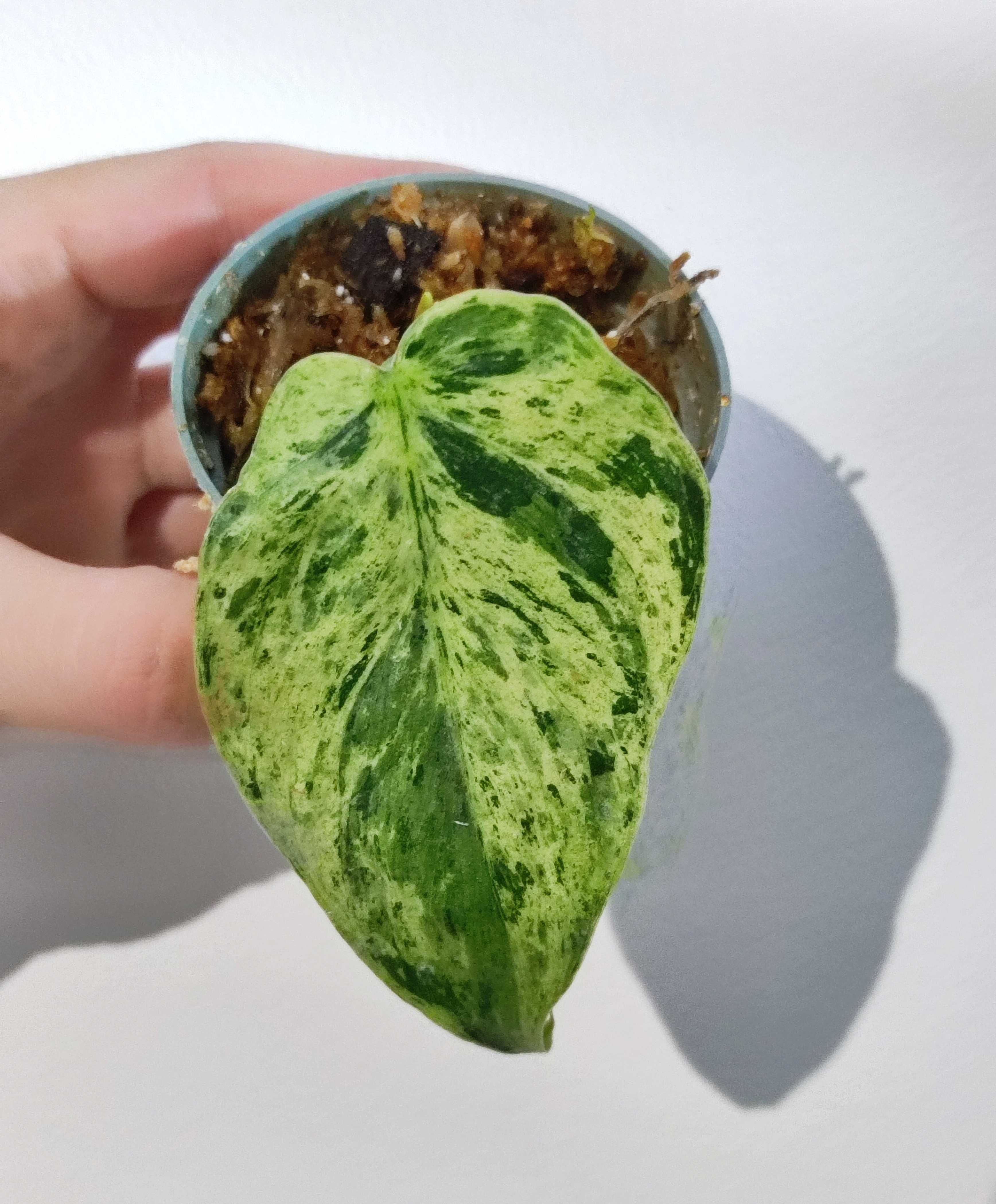 Philodendron hederaceum variegata roślina nr 2