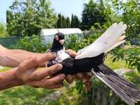 Gołąb Donek Domestic pigeon