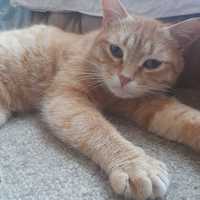 Рыжий крупный котик Лёвушка 1.5г ласковый кот