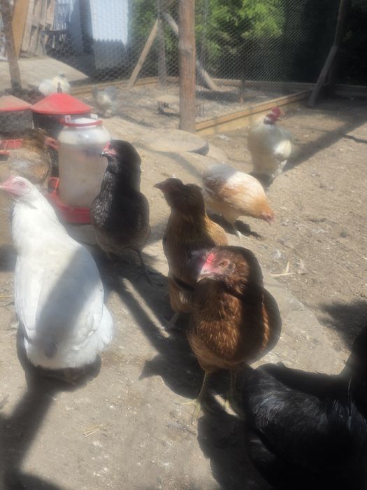 Kura kury aracuany naturalne ekologiczne pisklaki araucany kury