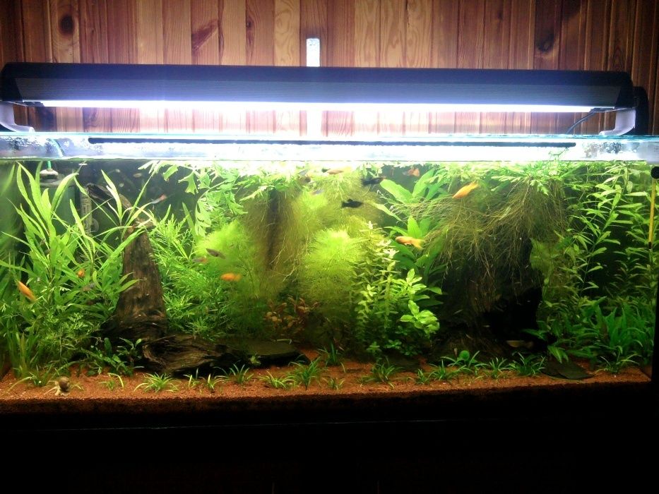 PlantiComplex Podłoże elementarne pod żwir akwarystyczny