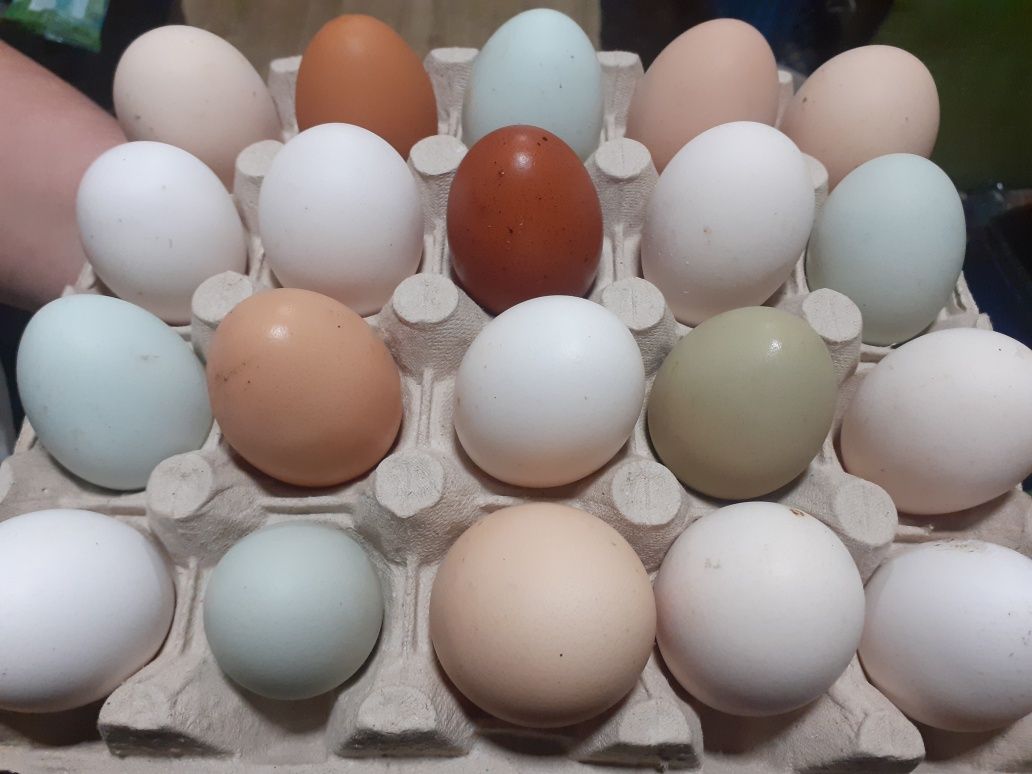 Jaja lęgowe kolorowe