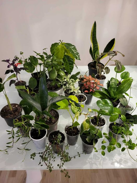 Rośliny różne domowe