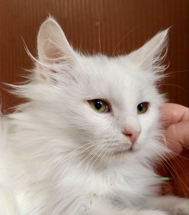Белый котенок 4мес пушистый ангорский котик білий котята кошеня