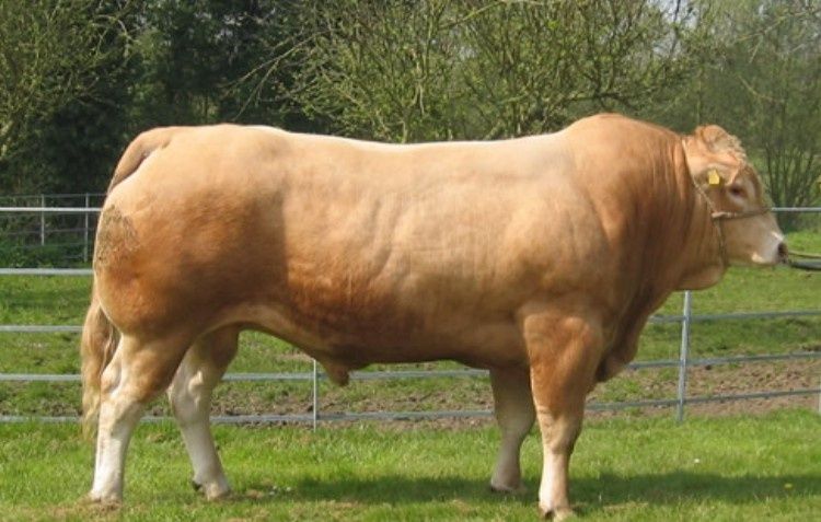 Byki mięsne Blonde d Aquitaine 100 % rasy Pod oceną