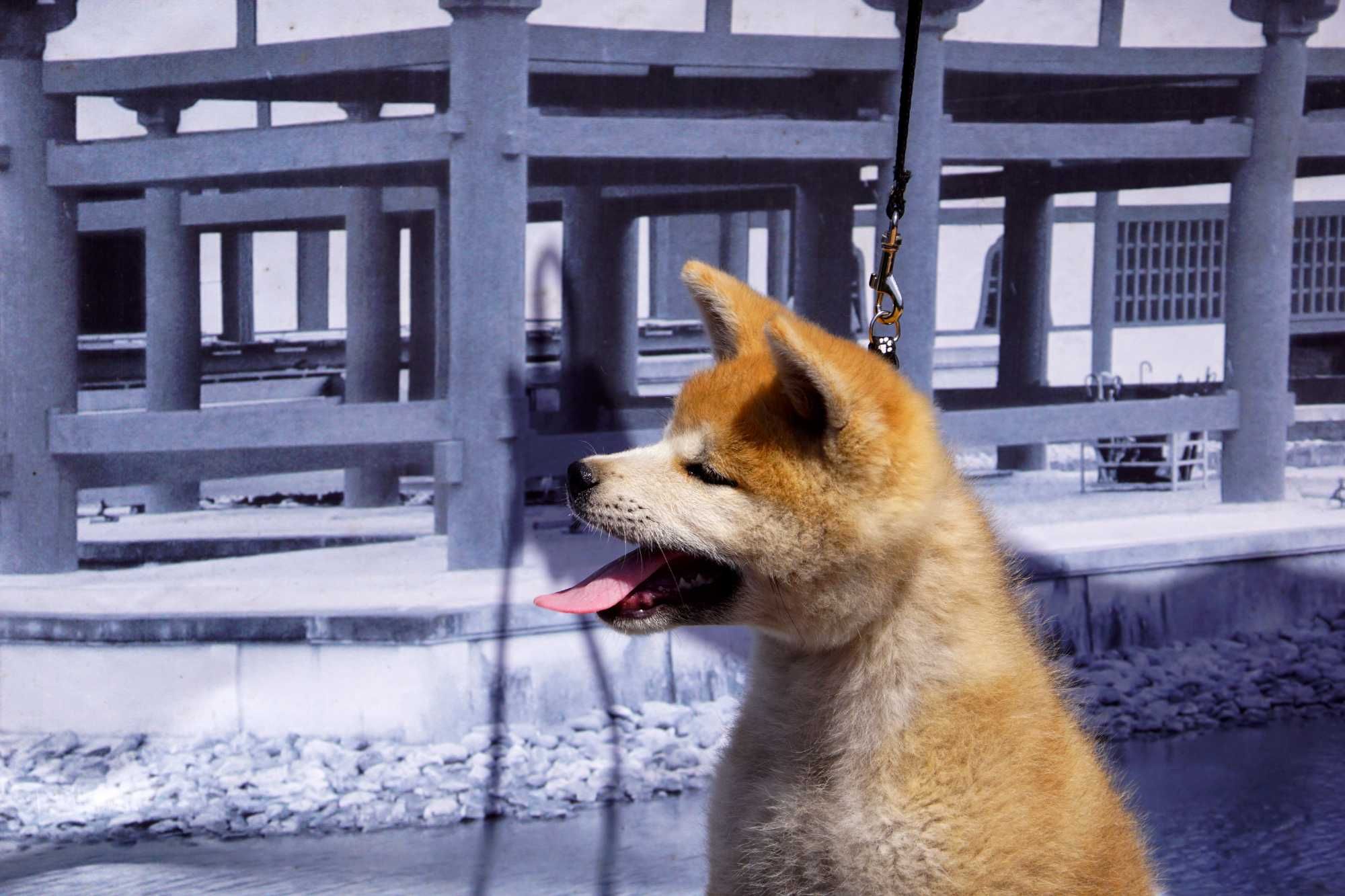 Akita Inu, miot po CHAMPIONIE POLSKI imporcie, ZKwP FCI