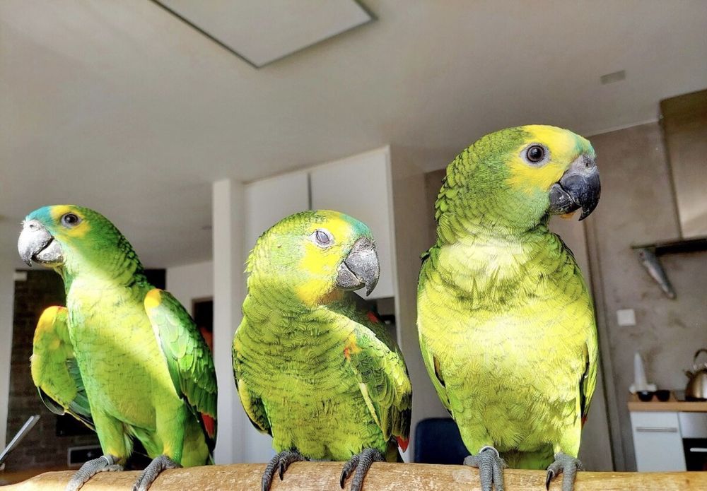 Ручные птенцы попугая Вмазона Синелобого,желтолобого