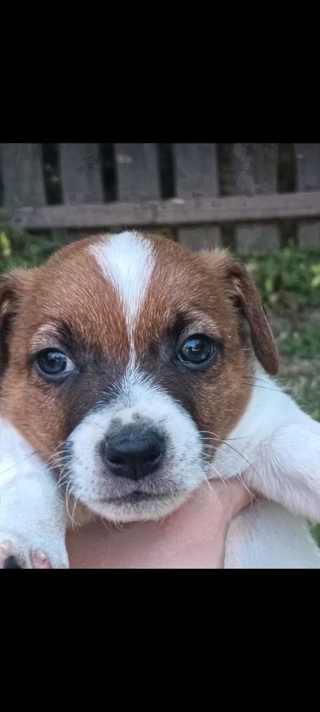 Jack russell terrier Piesek stary sącz