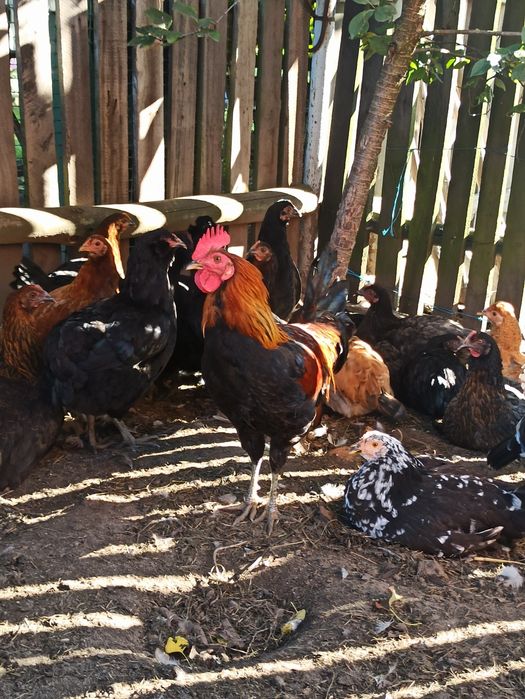 Koguty zielononóżki