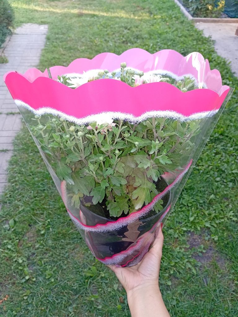 Хризантема мультифлора