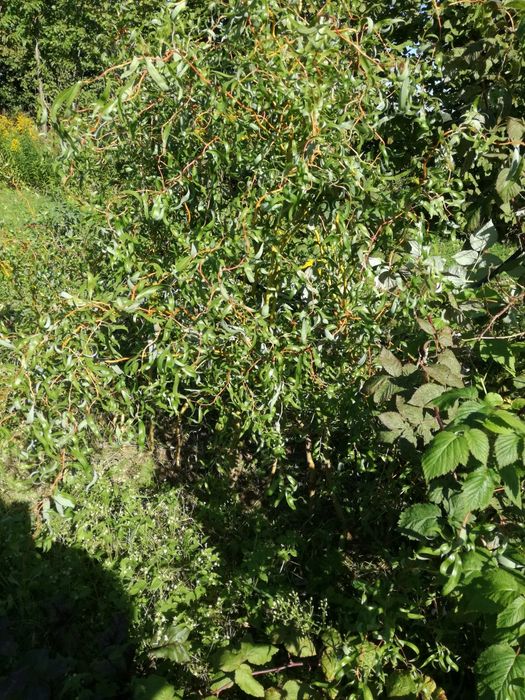 Sadzonki wierzba mandżurska