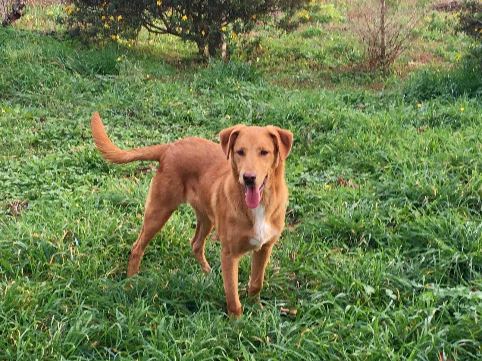 Adoção responsável de três cães.