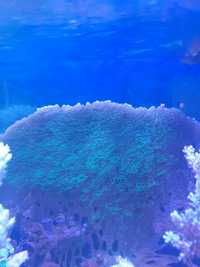Briareum koralowiec morskie