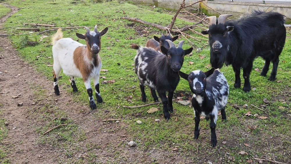 Cabras anãs adultas