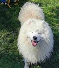 Samoyed z rodowodem szczenię śliczny samiec samoyed