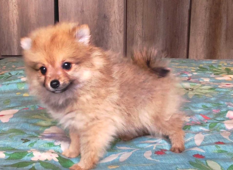 Szpic miniaturowy pomeranian - rodowód, wyprawka, paszport