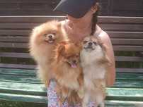 Szpic miniaturowy pomeranian