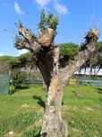 Oliveiras para transplantar