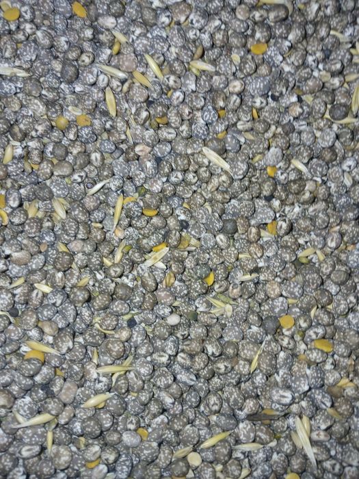 Łubin/ ziemniaki/przenżyto