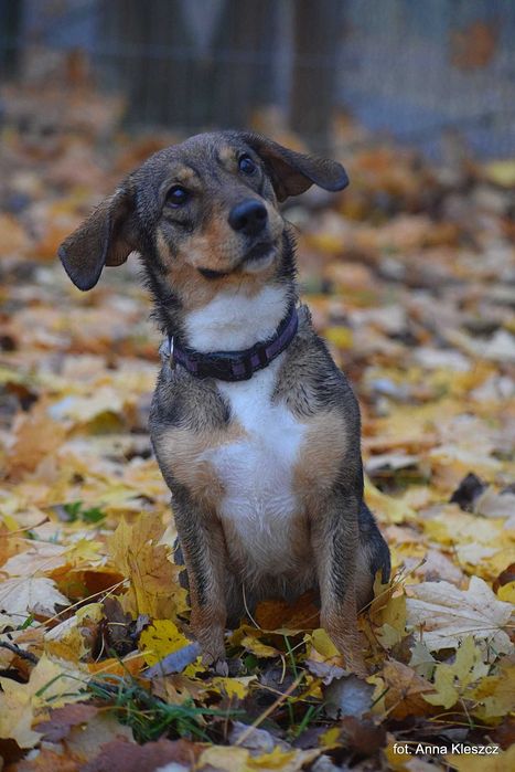 Młoda 10-kilowa suczka Bonita szuka dobrego domu