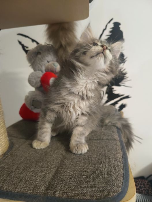 *Malibu*Maine Coon Zapraszamy do rezerwacji Rodowód Chip
