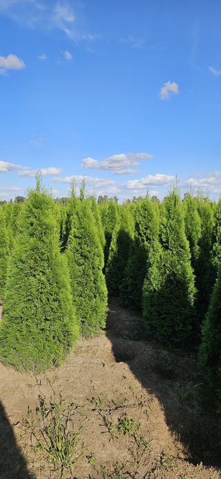 Tuja szmaragd likwidacja szkółki